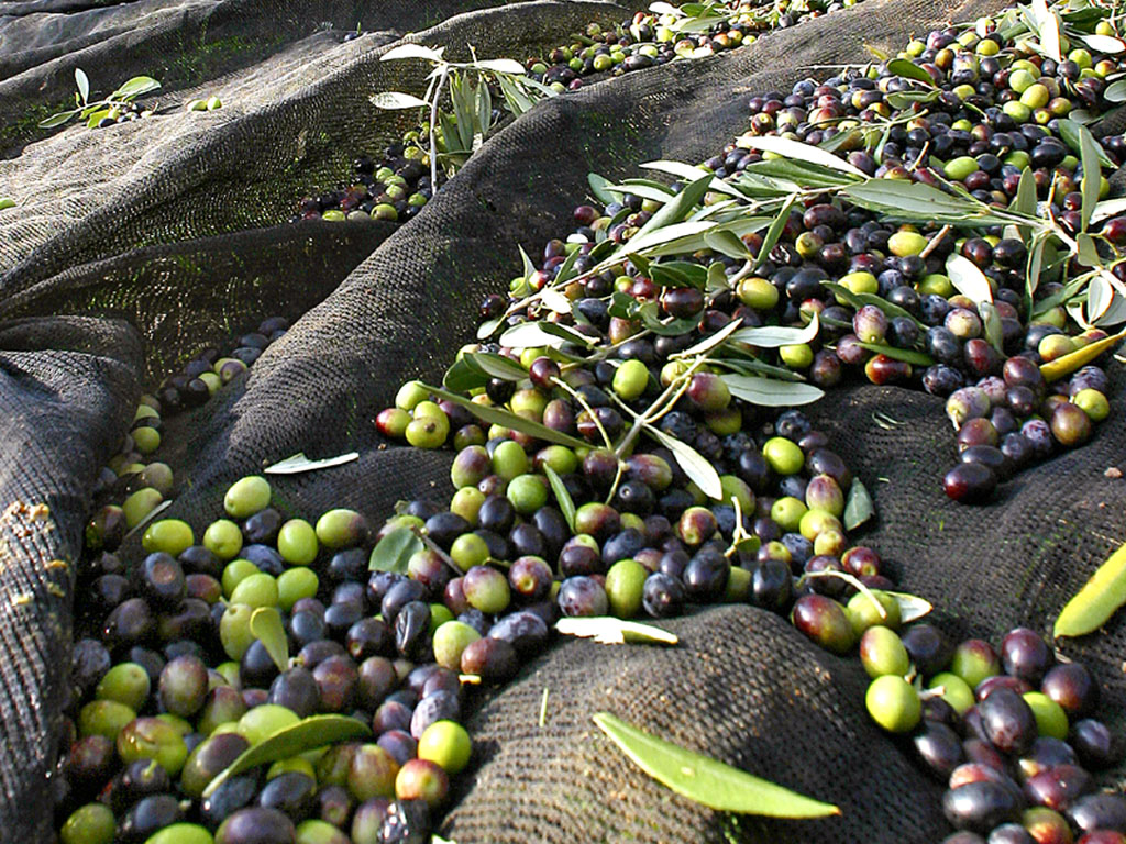 Tenuta Marzagalli